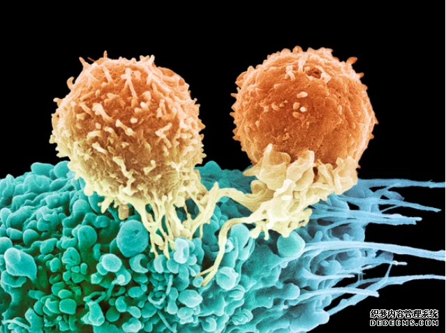 杏耀代理 对抗癌症的抵抗力