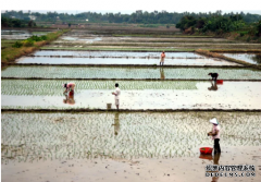 <b>杏耀注册,中国本土植物生物学的激增</b>