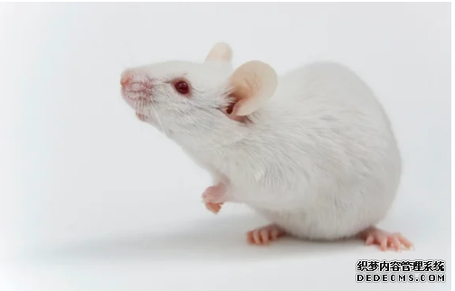 杏耀平台 基因驱动在雌性老鼠
