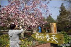 <b>杏耀注册,香山公园山花烂漫 游园赏景正当时</b>