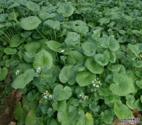 <b>杏耀注册,这种“救荒野菜”，日本一年吃掉800</b>