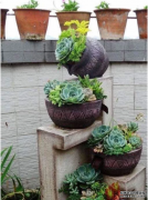 <b>杏耀注册,3种植物，越淋雨长得越快越好，叶更绿</b>