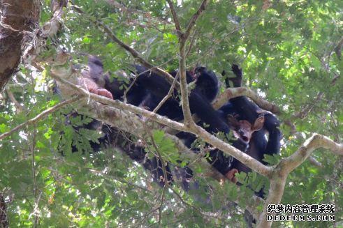 杏耀平台 令人惊讶的是:倭黑猩猩吃肉