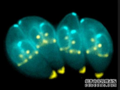 <b>杏耀注册,药物可逆转寄生虫感染引起的亢进</b>