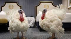 <b>今天两只火鸡得到了总统的赦免。这个感恩节传</b>