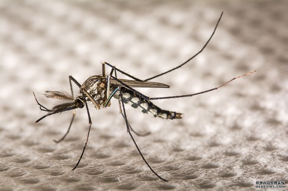 杏耀挂机下载 科学家们无法就转基因蚊子实验是否出了大错达成一致