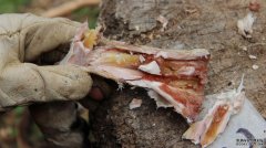 <b>杏耀yl注册装满骨髓的骨头充当史前人类的“汤罐</b>