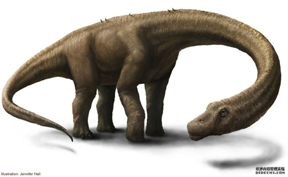 杏耀注册主管 世界上最大的恐龙是什么?