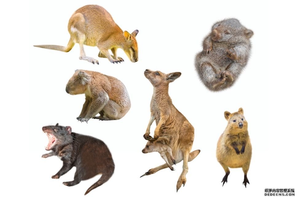 杏耀注册帐号 为什么澳大利亚有这么多有袋动物?