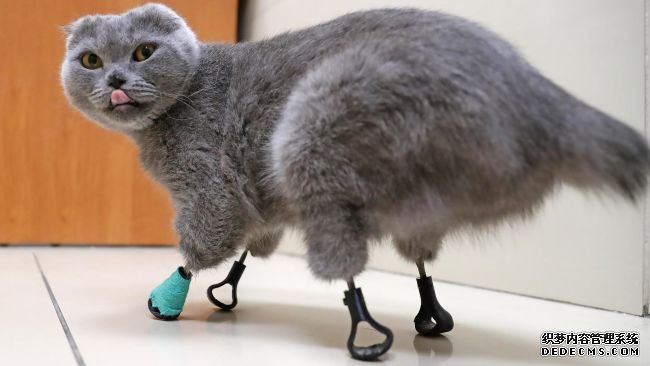 杏耀登录地址一只四爪被冻伤的猫得到了钛制的新脚