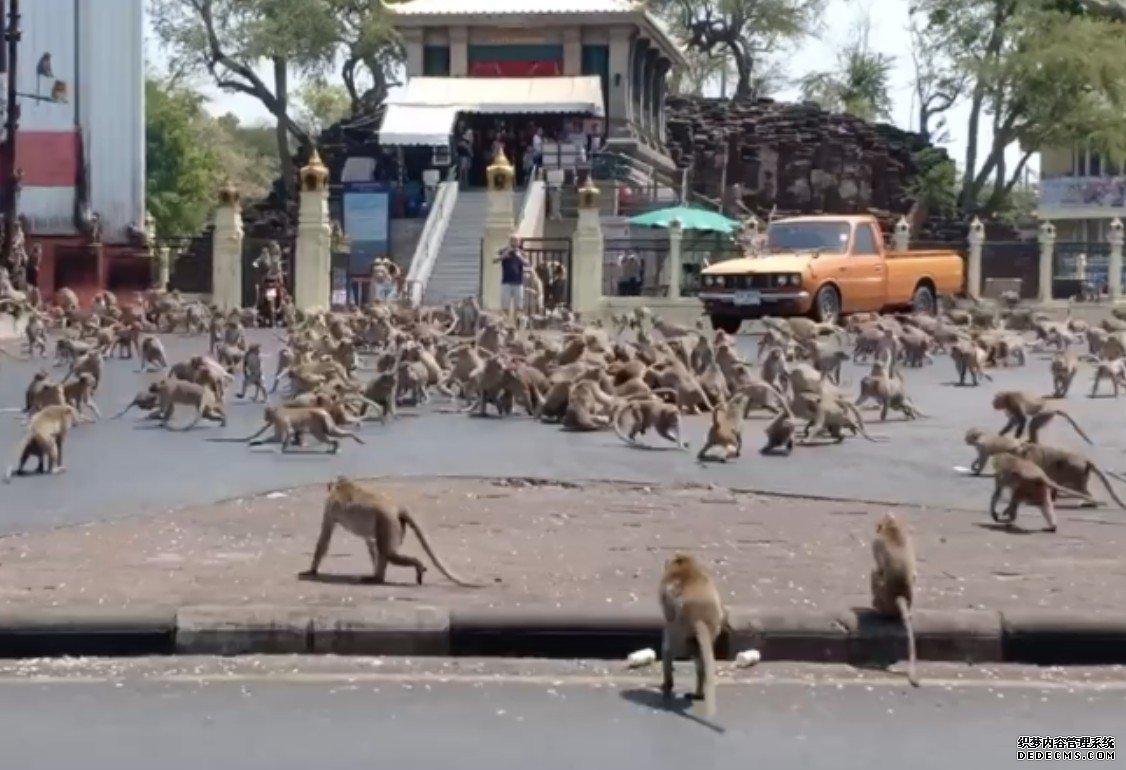 杏耀登录地址饥饿的猴子“帮派”在泰国战斗，因为冠状病毒让游客远离