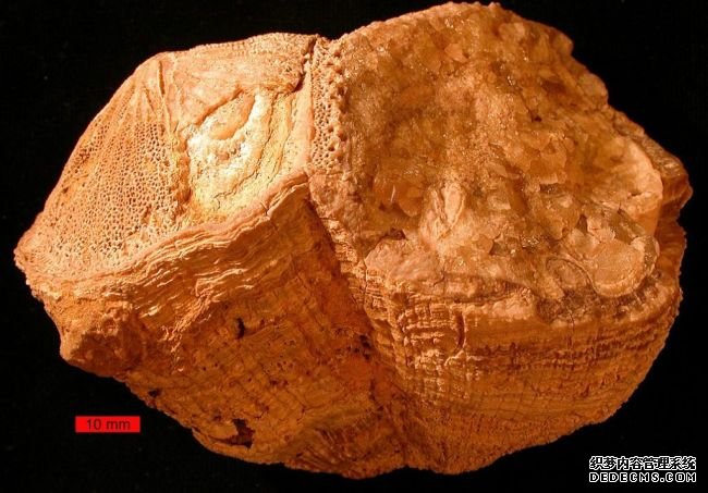 杏耀测速古代贝壳显示，恐龙在地球上生存的时间较短