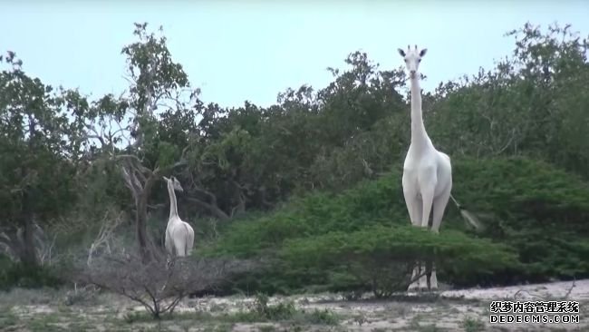 杏耀测速地球上最后的两只白长颈鹿被偷猎者屠杀了