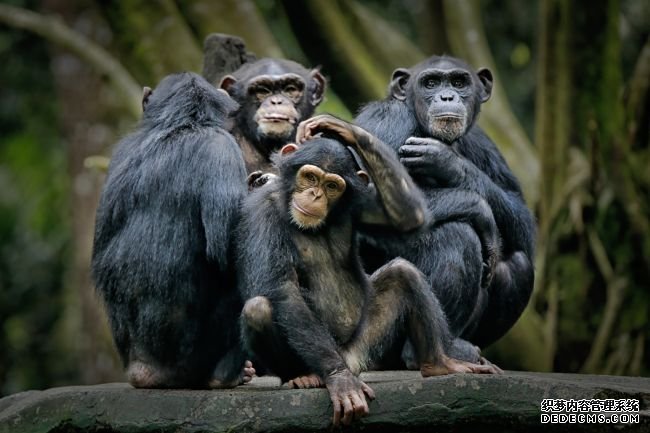 杏耀挂机软件专家警告说，冠状病毒对类人猿来说可能是灾难性的