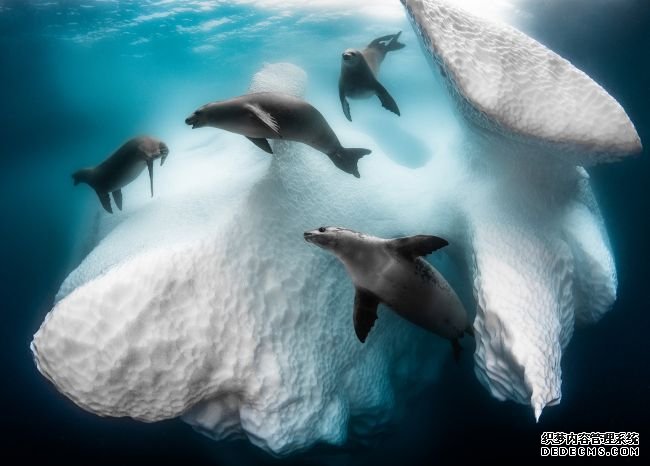 杏耀平台南极冰山下怪异的海豹“芭蕾”赢得水下摄影奖