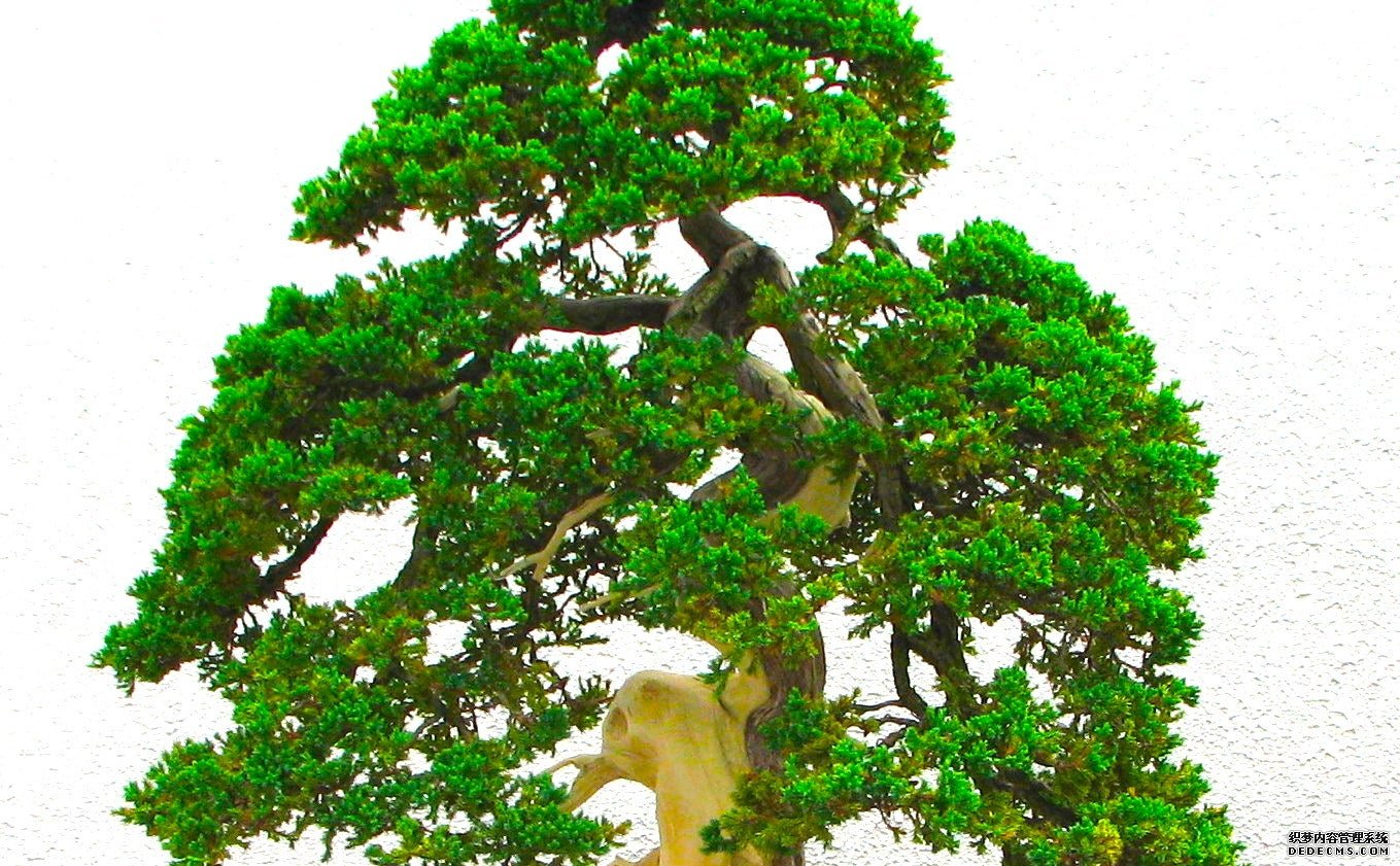 阿基米德，杏耀3万亿个树和宇宙中的生命