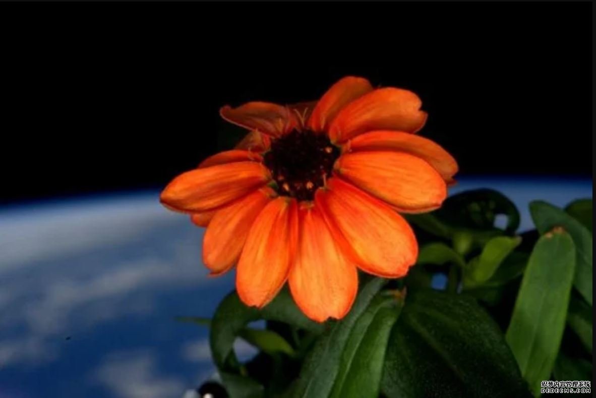 太空花园:让宇航员高兴的是，杏耀yl注册百日菊第一次盛开