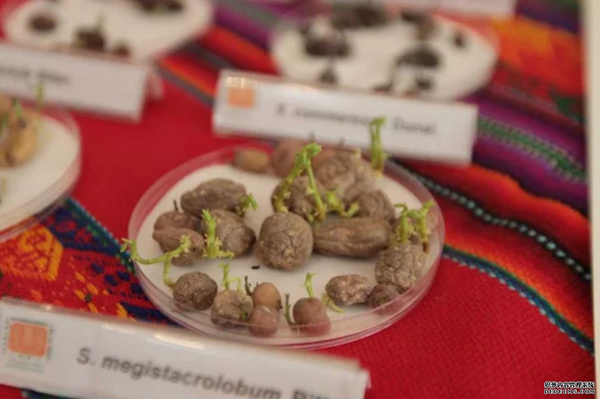 科学家尝试在“火星”杏耀app二维码上种植秘鲁马铃薯
