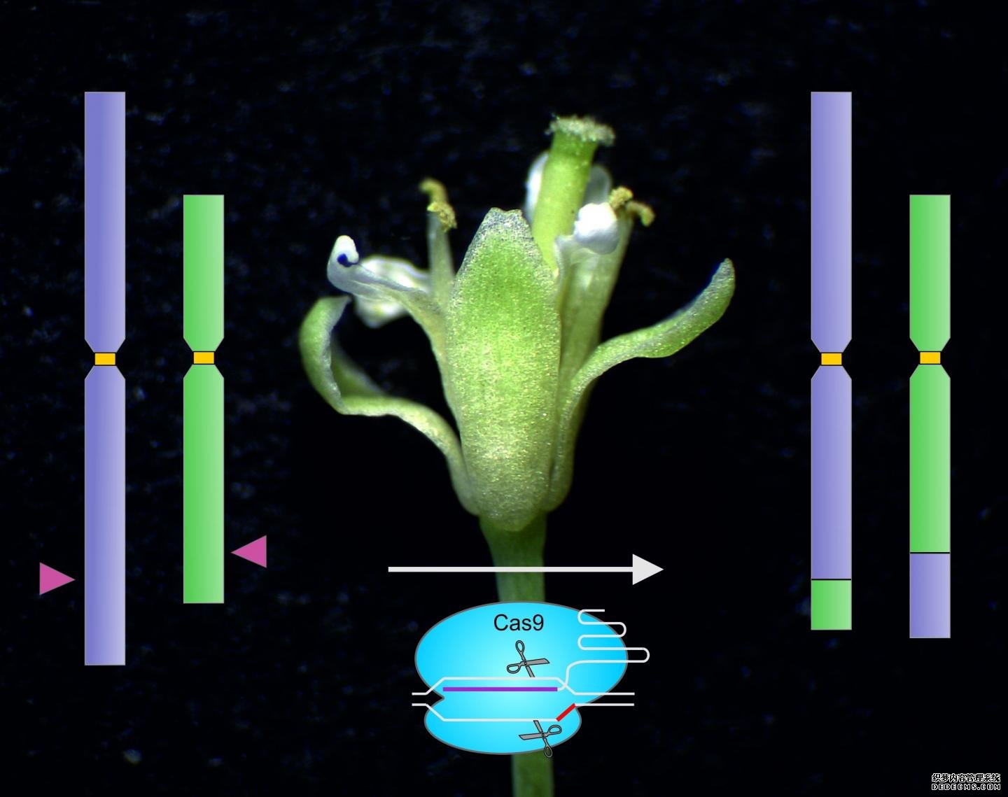 用分子剪刀在染色杏耀开户体之间交换臂