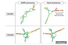 <b>遗传研究揭示了COVID-19杏2杏耀和SARS病毒的异同</b>