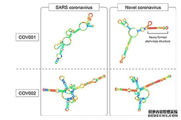 遗传研究揭示了COVID-19杏2杏耀和SARS病毒的异同