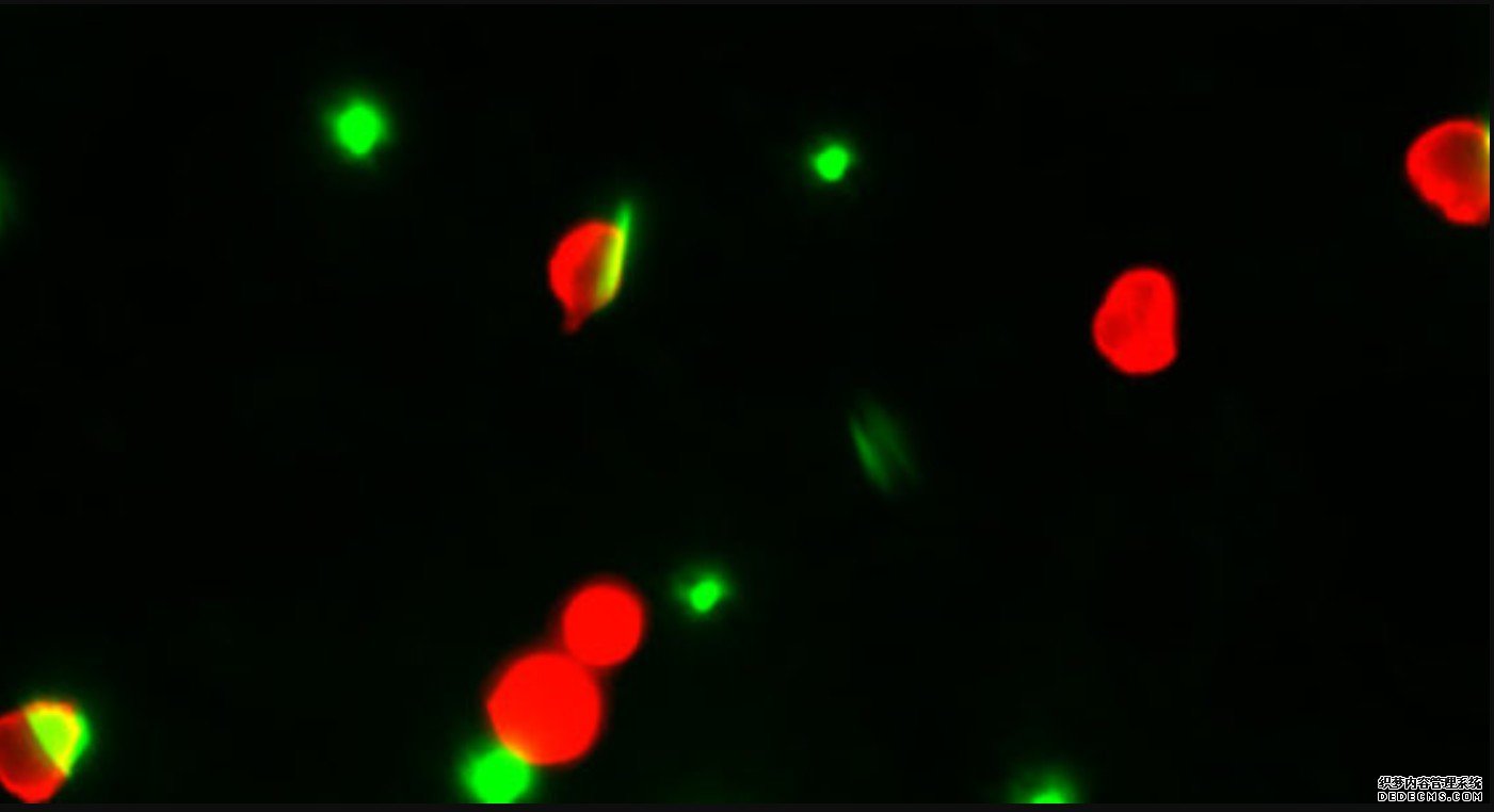 棒状粒子如何分散杏耀yl注册失控的COVID免疫反应