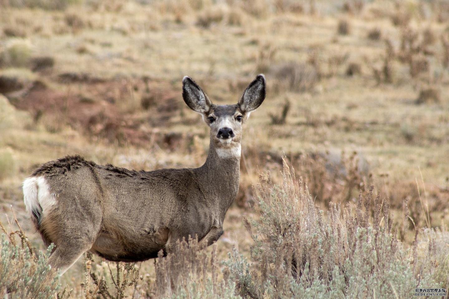 研究揭示了气候变化对杏耀的安全迁徙的骡鹿的影响