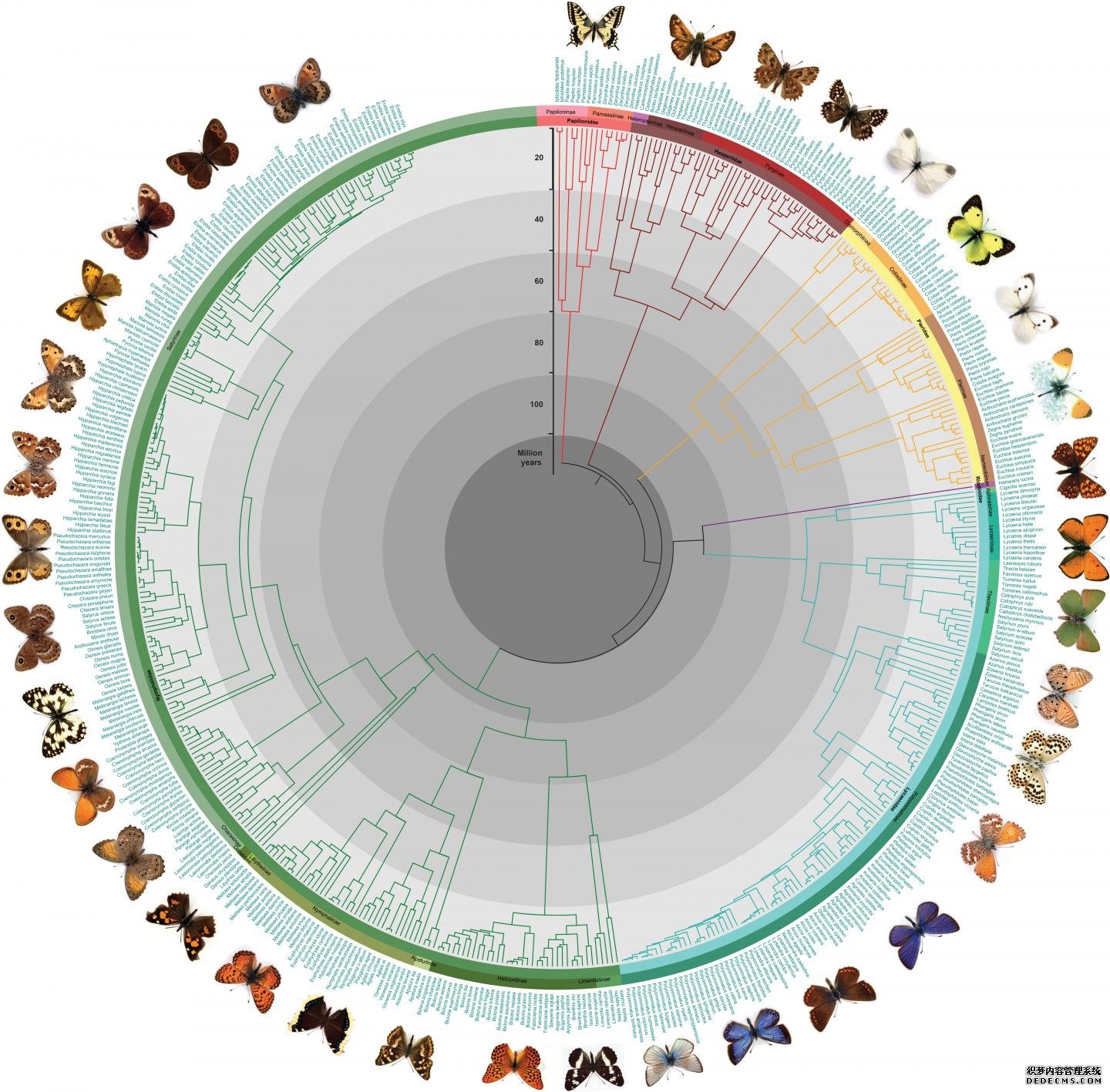 科学家们首次解开了杏耀的安全所有欧洲蝴蝶的进化和关系