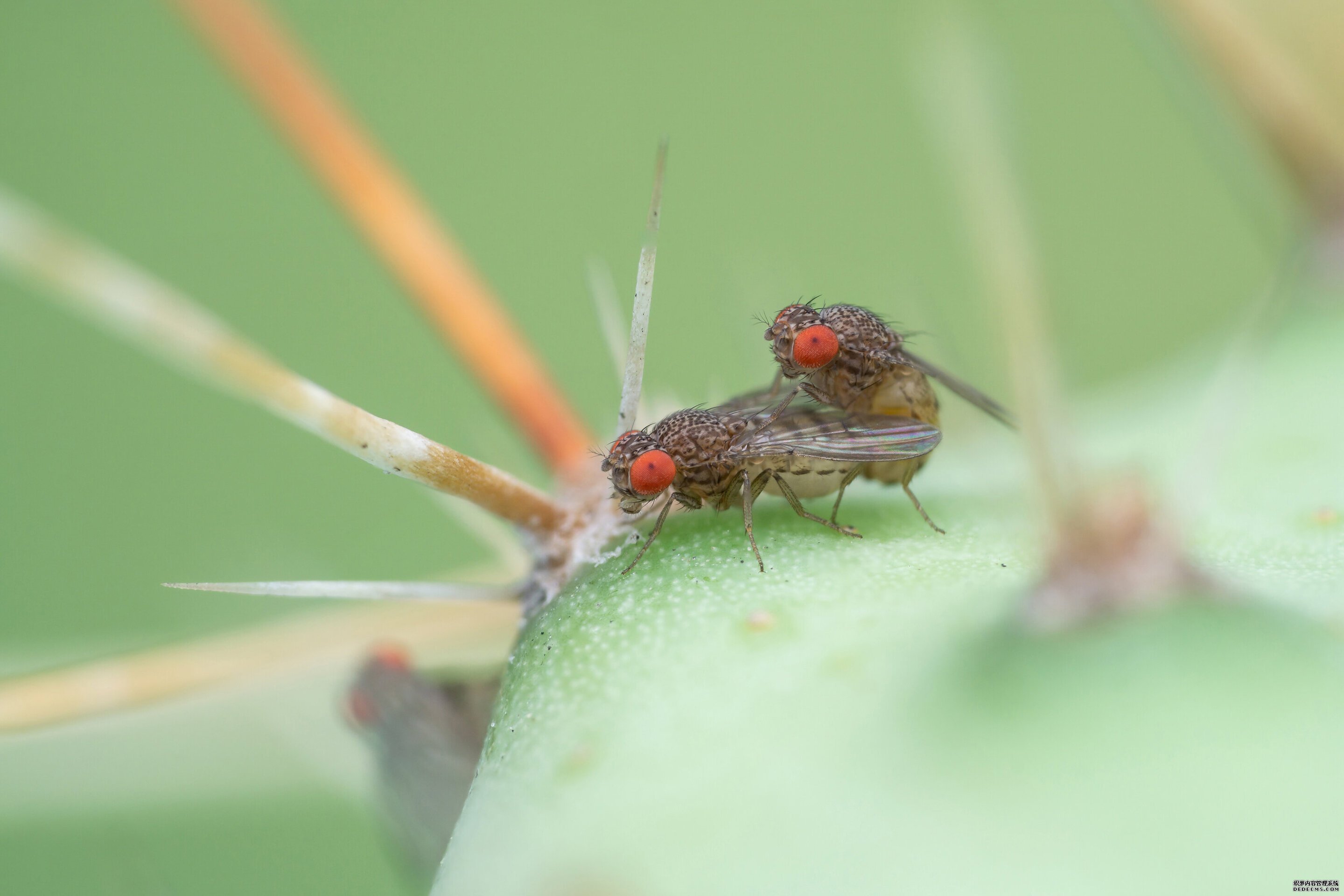 一个变化的交配信号可能会启杏耀动果蝇种群的物种形成