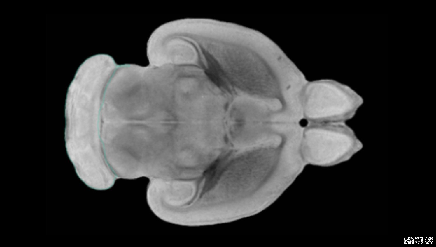 杏耀代理新工具将增强小鼠大脑成像的特异性