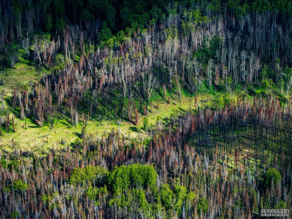研究:种植新森林是气候杏耀YL变化解决方案的一部分，但不是全部