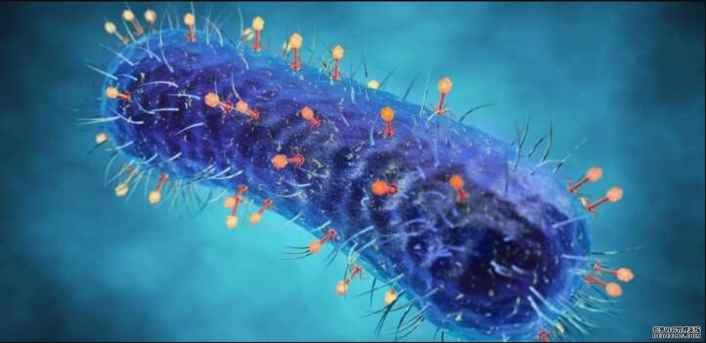 杏耀代理细菌捕食者可能有助于减少COVID-19死亡人数