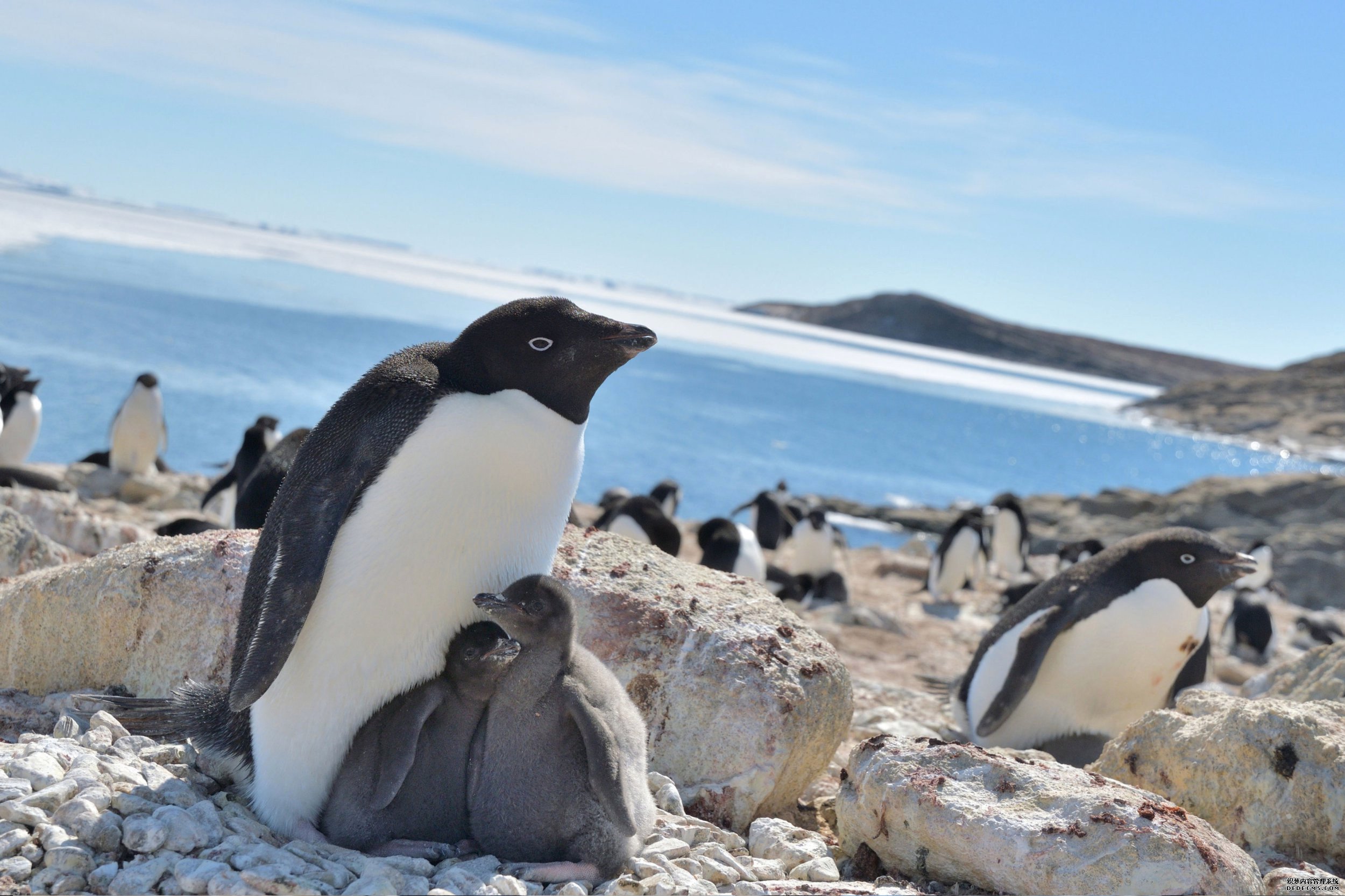 杏耀资金在不寻常的无冰季节，企鹅享受着有利的觅食条件
