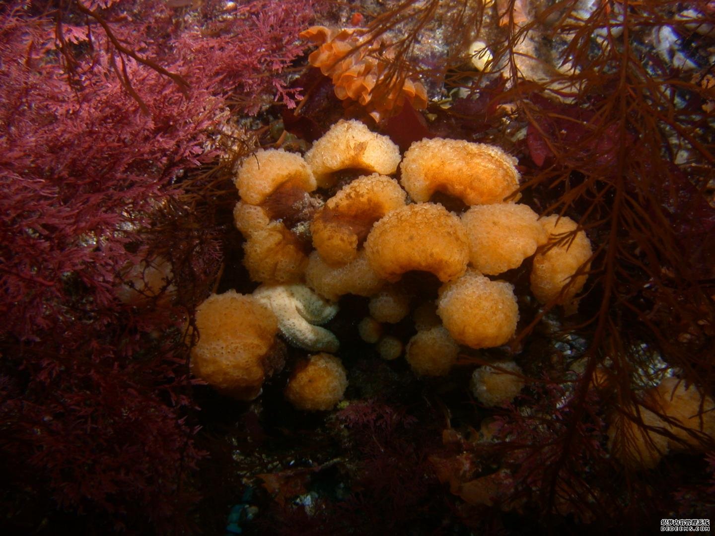 研究揭示了产生抗癌化合物的杏耀起源海洋无脊椎动物微生物组的关键发现