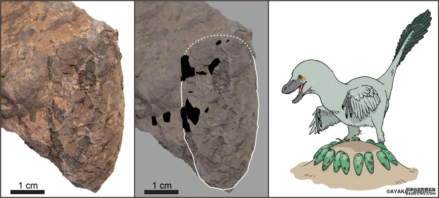 小小的日本恐龙蛋有助于解杏耀起源白垩纪的生态系统