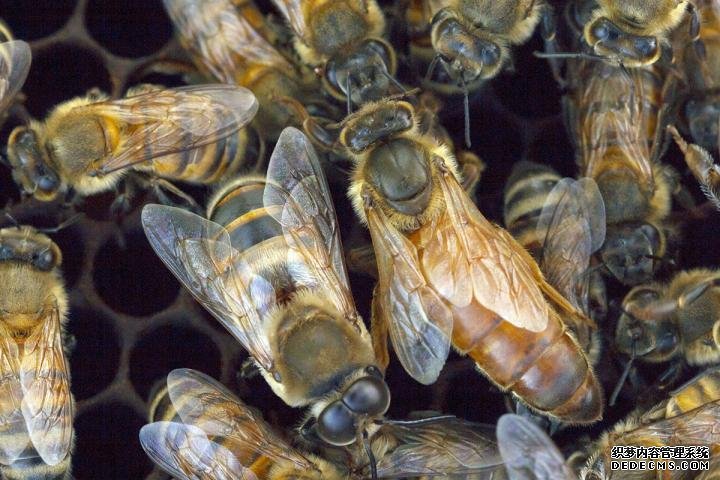 百度杏耀群体基因组驱动蜜蜂的攻击性