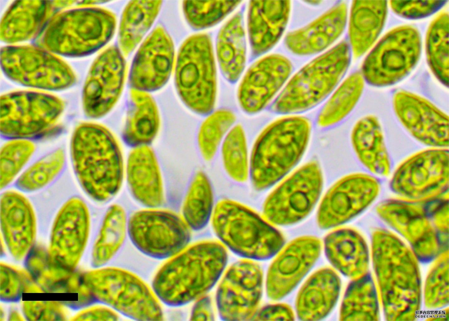 沙漠藻类揭示了绿杏耀yl的历史色植物的耐干燥性