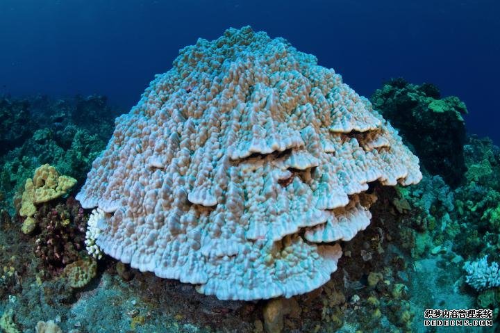 杏耀的信誉海洋表面温度对珊瑚的生存有很大的影响