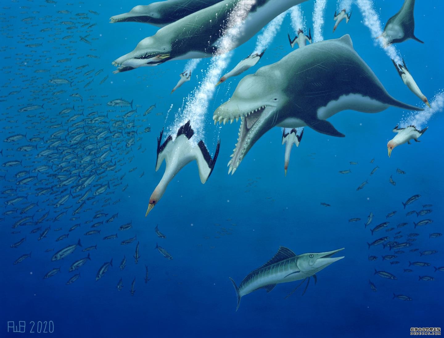 已经灭绝的海豚的15杏耀yl英尺长的骨骼表明鲸类也在进行类似的进化