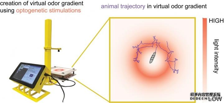 杏耀客服基于树莓派的小动物虚拟现实系统