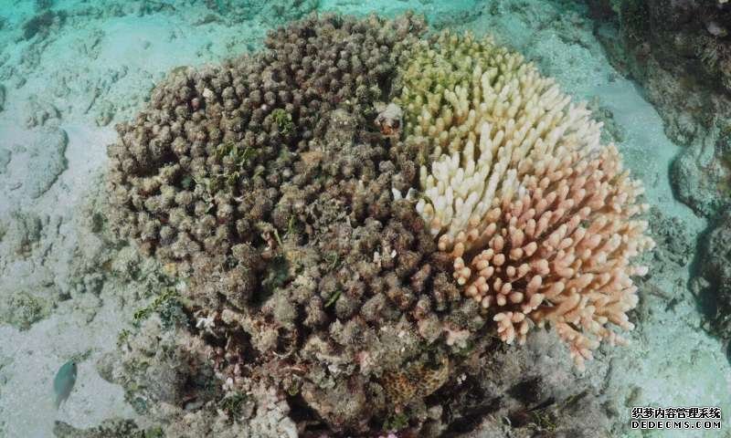杏耀注册基因可以帮助保护珊瑚礁免受全球变暖的影响