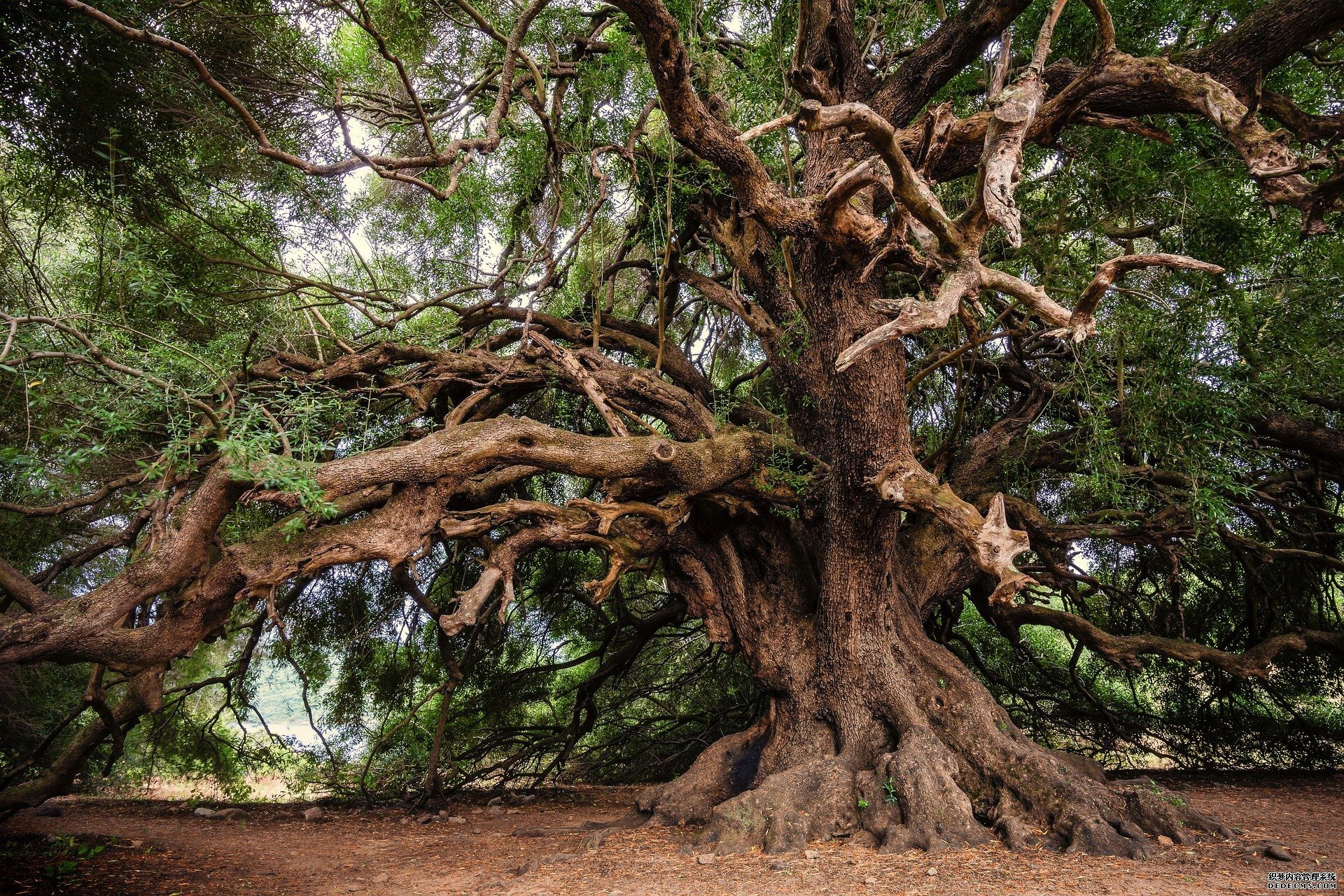 杏耀网址尽管存在争议，但即使是世界上最古老的树木也不是不朽的