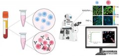 <b>杏耀注册新型的无标签成像技术使T细胞内部的光</b>