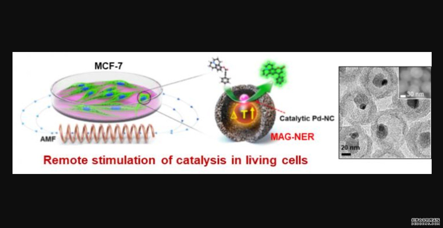 远程控制活细胞内杏耀化学反应的纳米催化剂