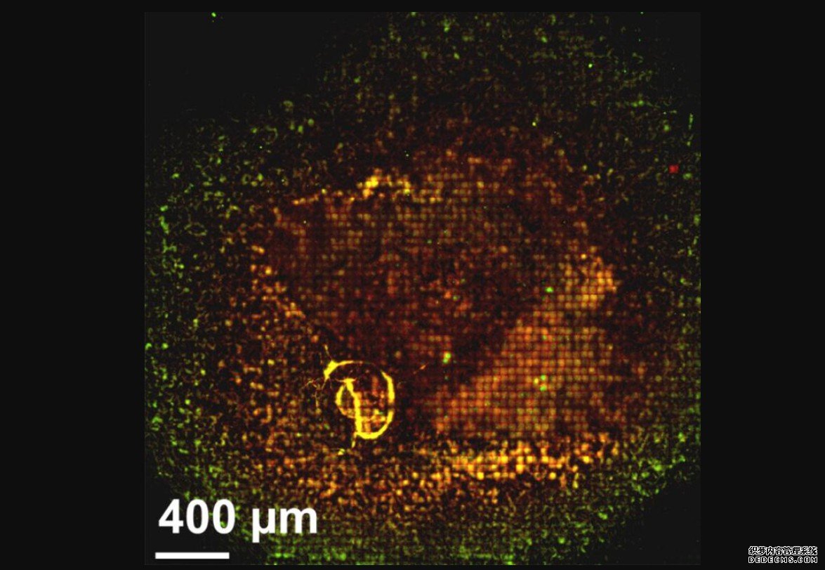 稳定杏耀糖聚合物的分泌调节了黄粘球菌的多细胞性