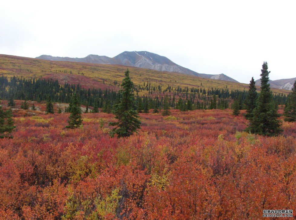 研究表明，杏耀YL北美寒冷气候的森林吸收的碳已经减少