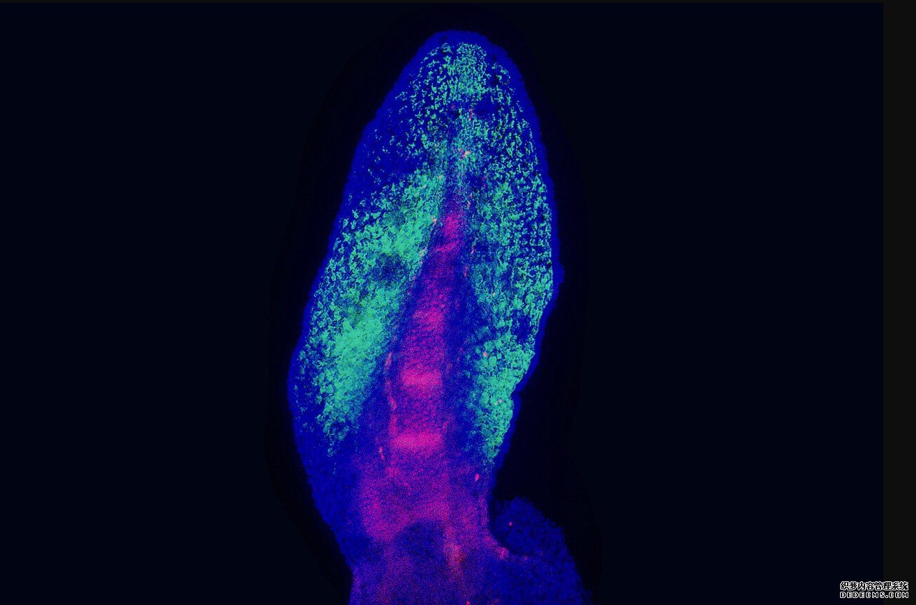 肺鱼的鳍揭示了四肢杏耀平台是如何进化的