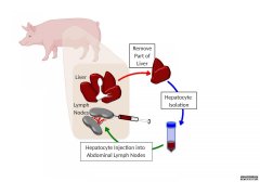 <b>杏耀主管研究表明，猪在淋巴结中长出了新的肝</b>