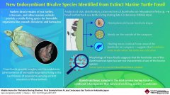 <b>简单的生命:杏耀联系在晚白垩纪海龟甲壳中发现</b>