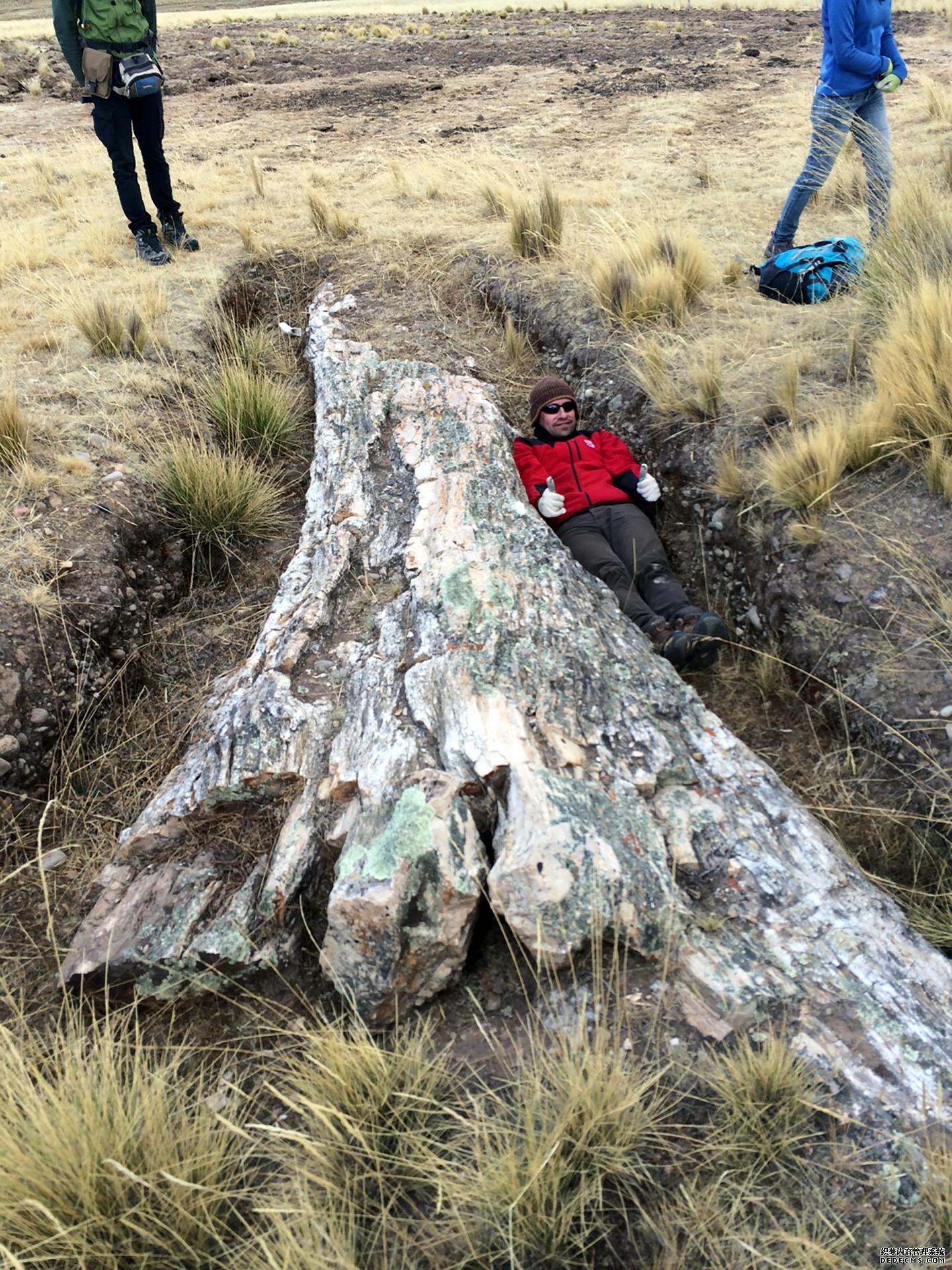 秘鲁中部安第斯高原上的化石树百度杏耀讲述了一个戏剧性的环境变化的故事